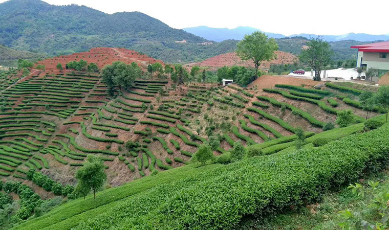 興寧市老社茶葉種植專業合作社