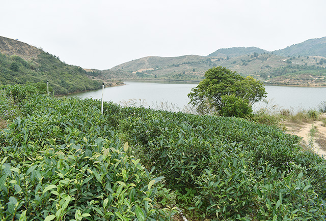 尋金萱、單叢龍井等綠茶，優(yōu)選五華縣天然湖農(nóng)業(yè)發(fā)展有限公司